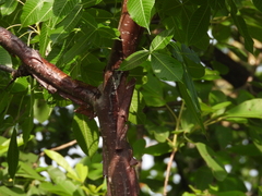 Bursera kerberi