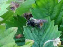 Laphria flava