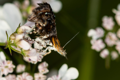 Tebenna bjerkandrella