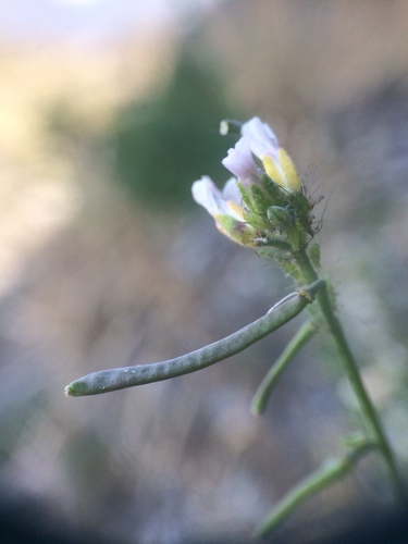 Québec Rockcress (Boechera quebecensis)