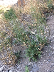 Boechera quebecensis