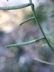 Boechera quebecensis