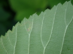 Stigmella lemniscella