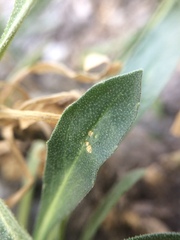 Boechera quebecensis