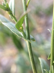 Boechera quebecensis