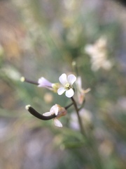 Boechera quebecensis