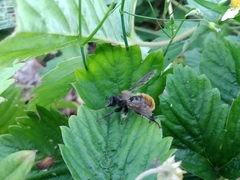 Laphria flava