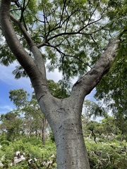 Conzattia multiflora