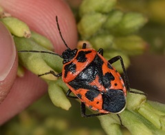 Eurydema spectabilis