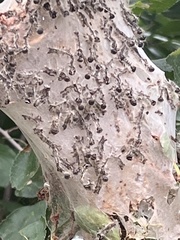 Eriogaster lanestris