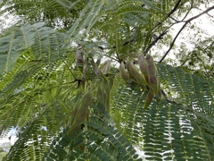 Conzattia multiflora