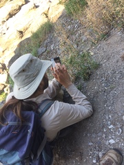 Boechera quebecensis