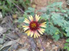Gaillardia mexicana
