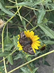 Erynnis afranius