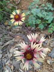 Gaillardia mexicana