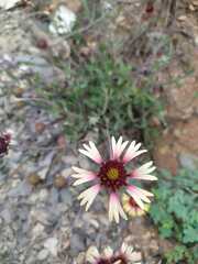 Gaillardia mexicana