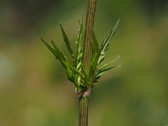 Valeriana officinalis