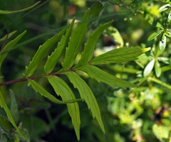 Valeriana officinalis