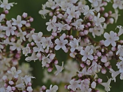 Valeriana officinalis