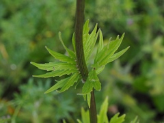 Valeriana officinalis