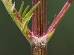 Valeriana officinalis