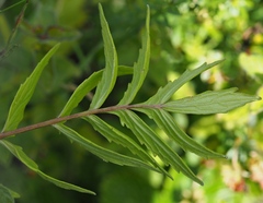Valeriana officinalis