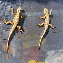 Tropidurus catalanensis