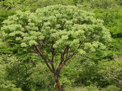 Pseudosmodingium perniciosum