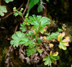 Alchemilla pectinata