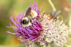 Bombus mesomelas