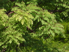 Pseudosmodingium perniciosum