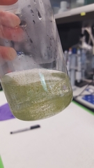 Dolichospermum lemmermannii