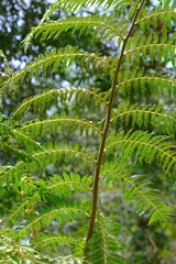 Alsophila spinulosa