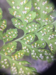 Cystopteris laurentiana