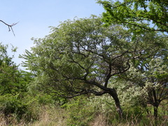 Bursera bicolor