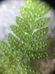 Cystopteris laurentiana