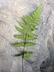 Cystopteris laurentiana