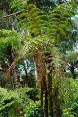 Alsophila spinulosa