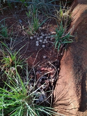 Pronolagus randensis