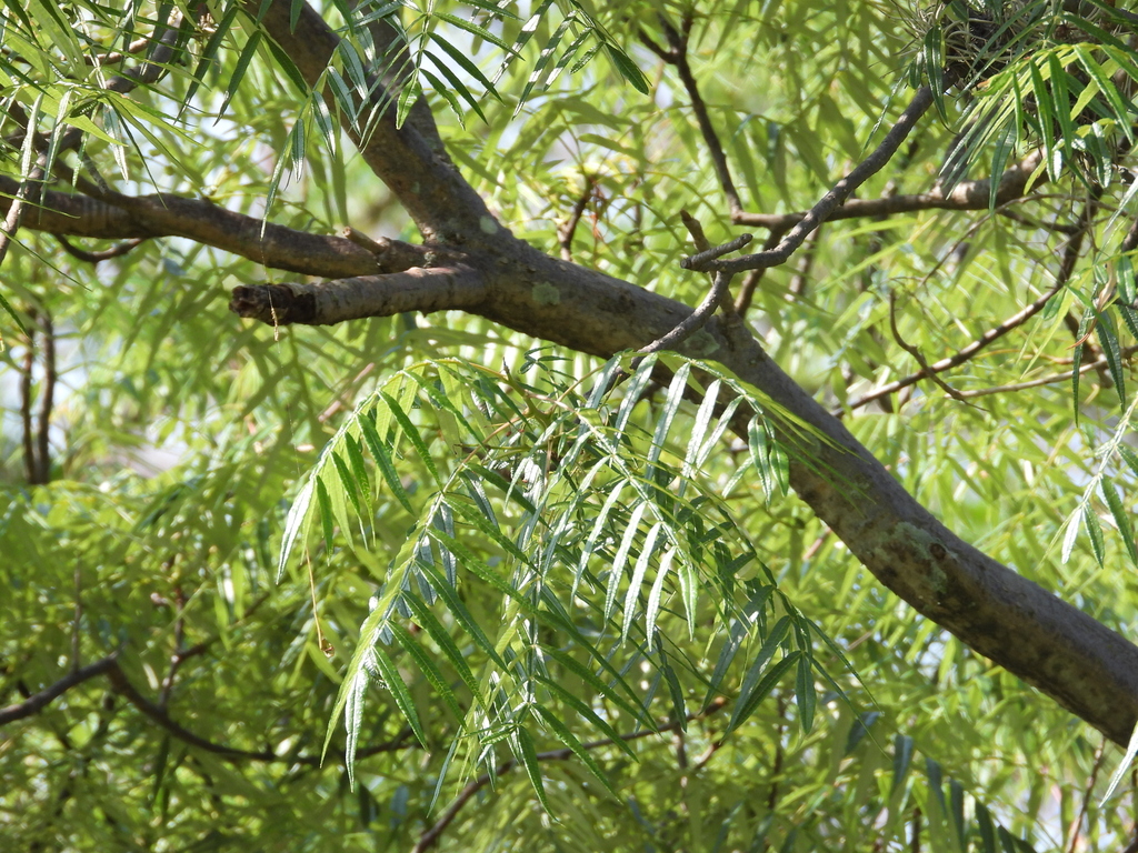 Bursera bicolor · iNaturalist