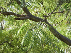 Bursera bicolor