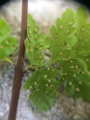 Cystopteris laurentiana