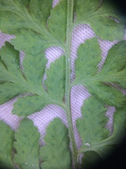 Cystopteris laurentiana