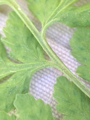 Cystopteris laurentiana