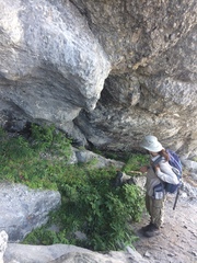 Cystopteris laurentiana