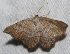 Eumacaria madopata