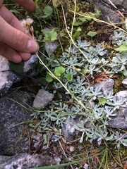 Antennaria rosea pulvinata