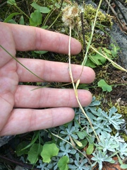 Antennaria rosea pulvinata