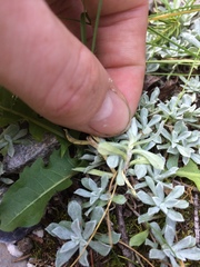 Antennaria rosea pulvinata