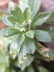 Draba glabella